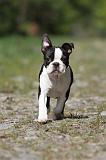 BOSTON TERRIER 200